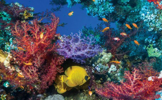 Коралите растат добре в кисела вода, т.е. ще оцелеят при затоплянето на климата
