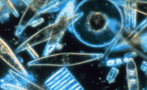 Модифицирани водорасли убиват ракови клетки, без да засягат здравите клетки
