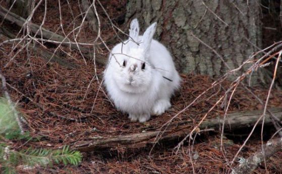 Късният сняг прави уязвими дивите зайци, заради неуместния им камуфлаж