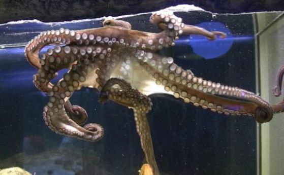 Убиха 7 животни в Природонаучния музей в Пловдив, откраднаха и рибката Немо