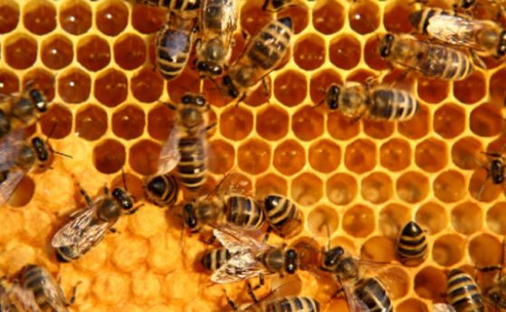 Взаимоотношенията между хората и пчелите са започнали преди поне 9000 години, според археолози
