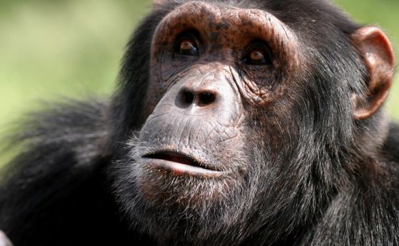 Хората имат по-адаптиращ се мозък от шимпанзетата