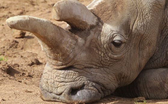 Един от последните четири бели носорози в света почина в зоопарк