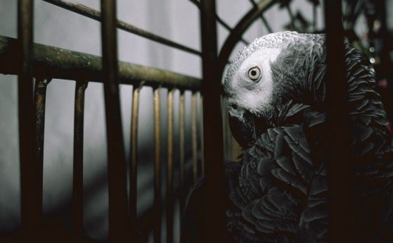 Броят на сивите африкански папагали е намалял с 99% в Гана