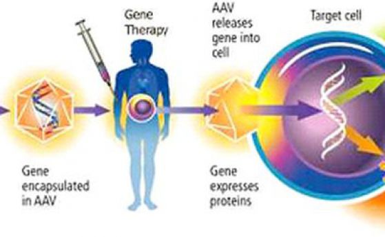Как работи генната терапия