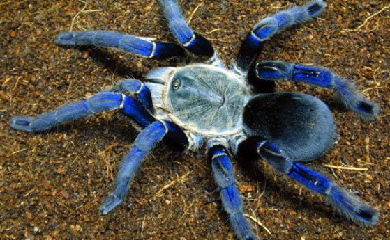 Защо тарантулите са сини