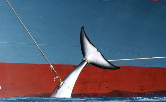 Японците почти не ядат китове. Тогава защо продължават да ги ловят?