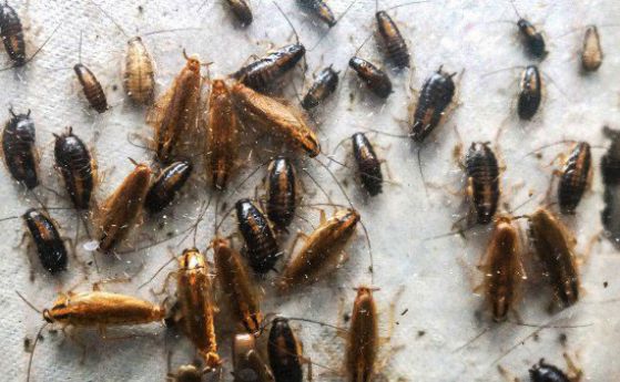 Хлебарките се привличат една друга от миризмата на микрофлората си