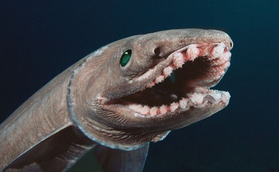 Дълбоководните акули ядат храната, която ние изхвърляме