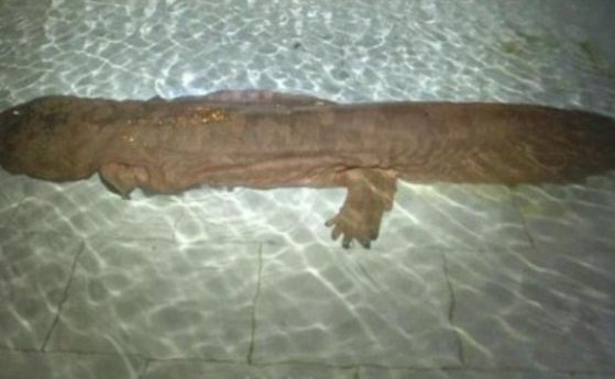 В Китай е открит гигантски саламандър (видео)
