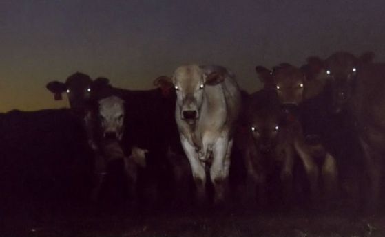 Млякото издоено от крави през нощта може да се използва срещу безсъние