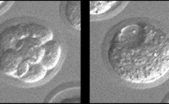 Нов метод позволява да видим изумителни подробности за ранното развитие на миши ембрион (видео)