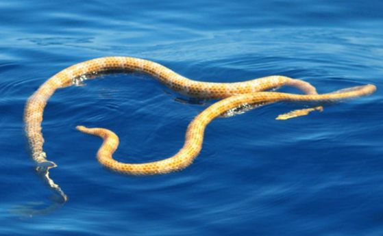 Намерени са два вида морски змии, смятани за изчезнали, край австралийските брегове (видео)