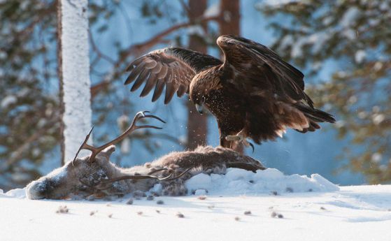 Новият враг на Рудолф: Орли ловуват възрастни елени в Норвегия