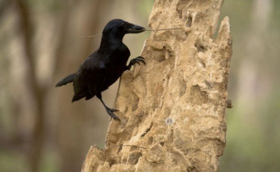 За първи път e заснето в естествена среда как врана създава, използва и пази сложни инструменти (видео)
