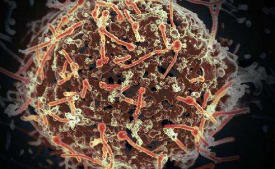 Учени установиха еволюционна надпревара между прилепите и вируса Ебола
