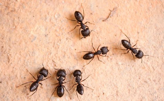 Медикамент срещу биполярно разстройство превръща мравки-работници в разузнавачи (видео)