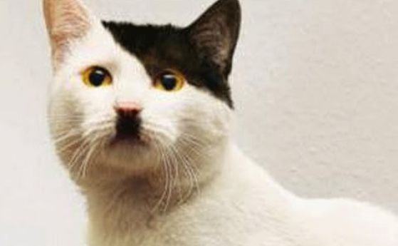 Учени са открили причината защо се раждат подобни на Хитлер котки