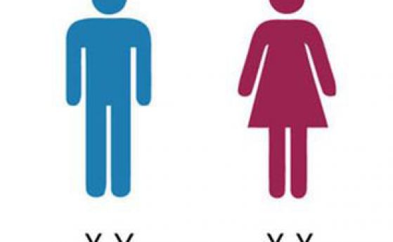 Мъжката Y хромозома не изчезва, а женската хромозома почти не е необходима