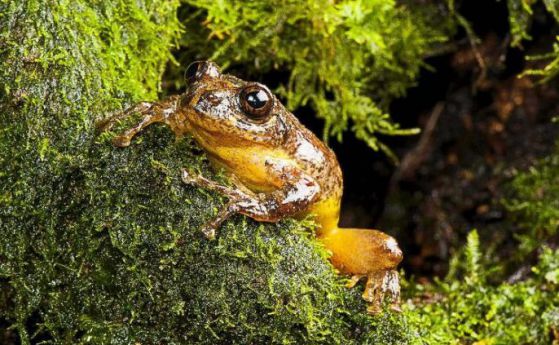 "Изчезнал" вид дървесна жаба е преоткрит в Индия след 137 години
