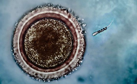 Магнитен наномотор ще води сперматозоида право в целта (видео)