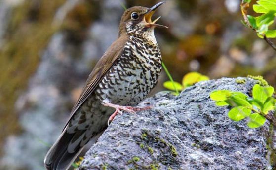 Два нови вида птици са определени заради песните им (видео)