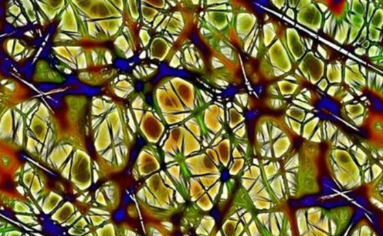 Учени са открили нов метод, който може да подпомага нервната регенерация