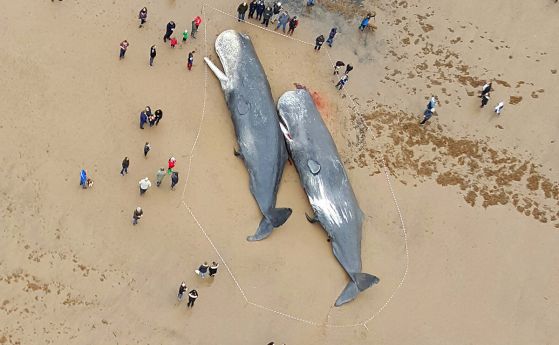 Каква е причината за заседналите китове във Великобритания и Европа