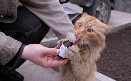 Защо котките обичат миризмата на валериан, хлор и мръсни чорапи (видео)