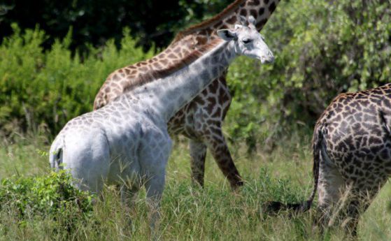 Изключително рядък бял жираф забелязаха в Танзания