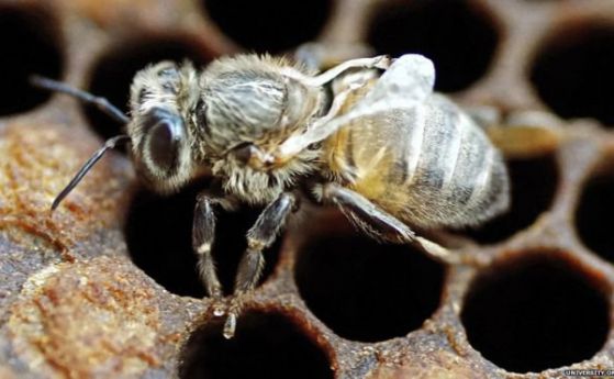 Болестта по американските пчели идва от Европа
