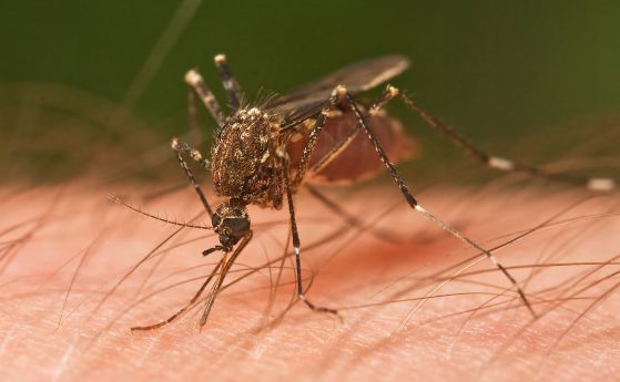 Защо да не изтребим всички комари на планетата?