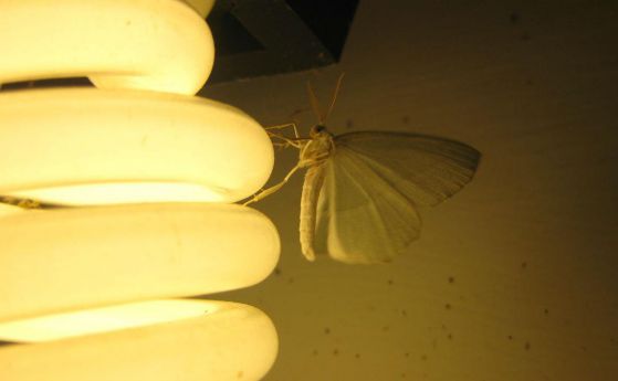 Кой тип осветление привлича най-малко насекоми?