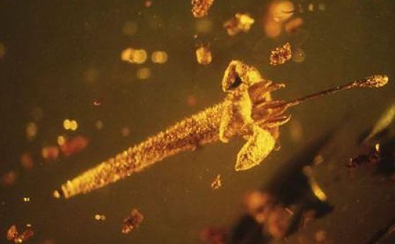 Смъртоносно цвете е оцеляло 30 млн години в кехлибар