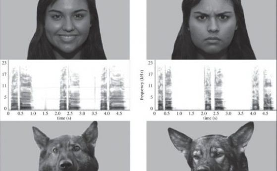 Кучетата могат да четат човешките емоции (видео)