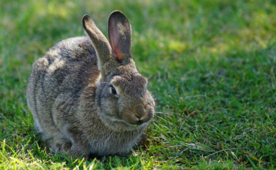 Вирус се бори с напастта от зайци в Австралия и дава шанс на застрашените видове