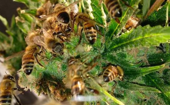 Пчелар успя да накара пчелите си да правят мед от канабис
