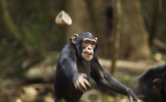 Уникално видео на загадъчен "ритуал" на шимпанзетата
