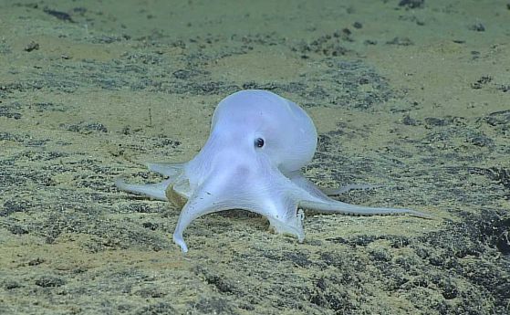 Нов вид октопод - "призракът Каспър" - е намерен на 4 км дълбочина (видео)