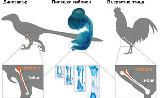 Върнаха на птица динозавърските крака чрез молекулярен експеримент