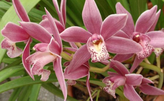 Изложба на орхидеи в Ботаническата градина на БАН между 19 и 26 март