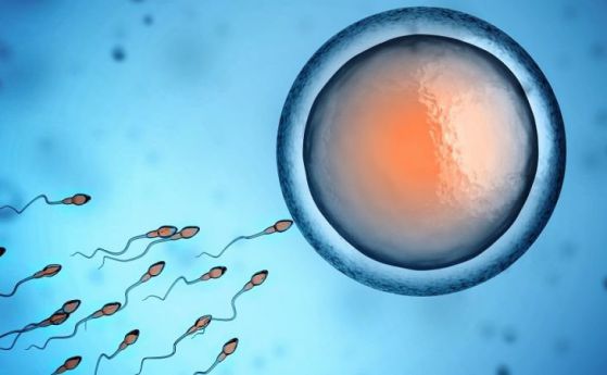Откриха нов метод за мъжка контрацепция и лечение на стерилитет