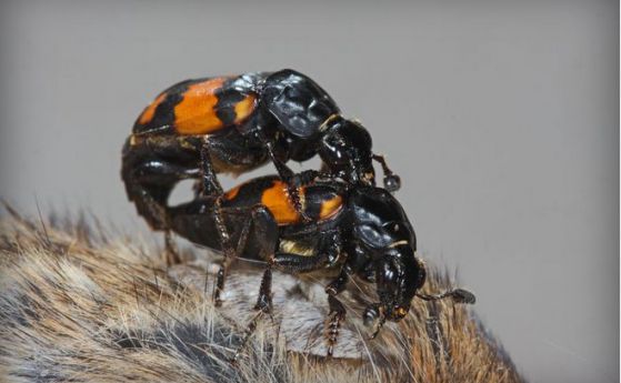 Бодливият пенис носи повече потомство на бръмбарите