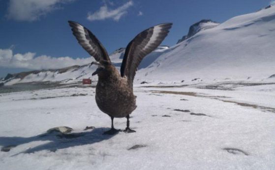 Антарктически птици разпознават хората по лице и помнят точно кой е пипал гнездото им (видео)
