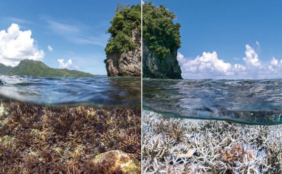 Коралов Апокалипсис - затоплянето на Ел Ниньо опустошава кораловите рифове
