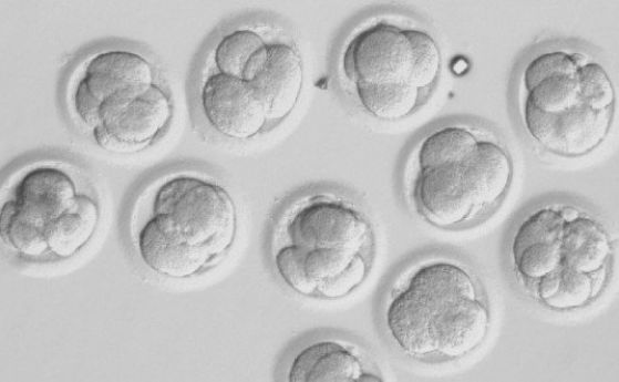 В Китай са редактирали гени в човешки ембриони за втори път
