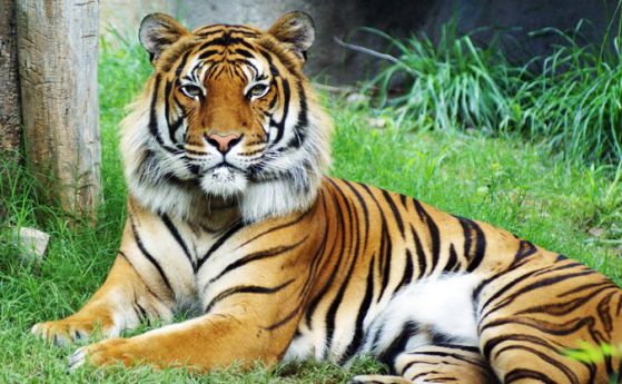 Броят на тигрите в дивата природа се е увеличил за пръв път от 100 г. насам