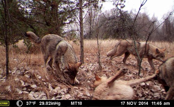 Разцветът на животинския свят в зоната на Чернобил, заснет с видеокамери
