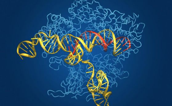 Методът за редактиране на гени CRISPR вече може да поправя точкови мутации