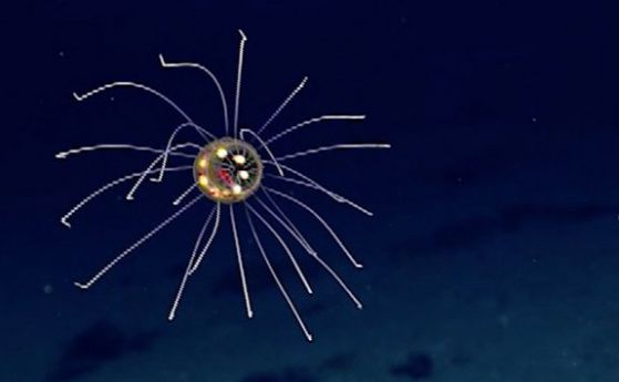 Медуза, сякаш дошла от космоса, е заснета в Марианската падина (видео)